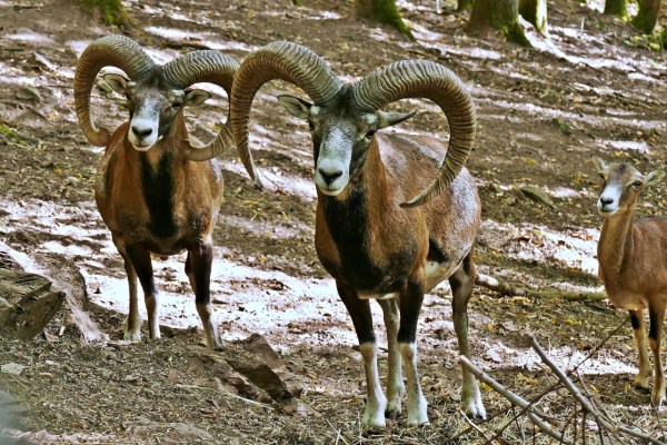 Chasse au mouflon stoppée sur l'Elbe et à Giglio