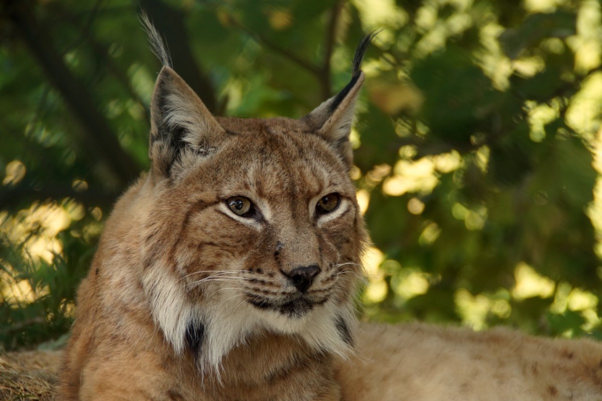Wild beim Wild
