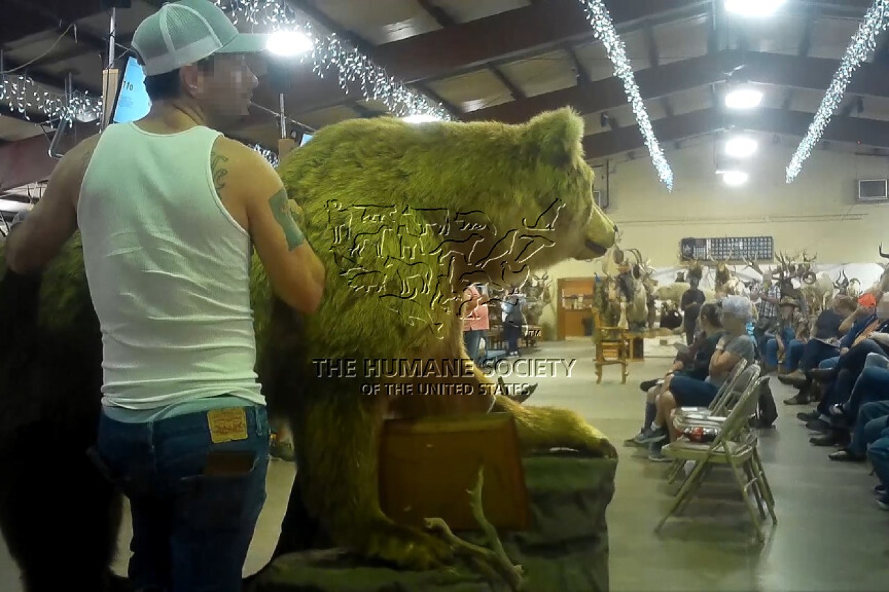 USA: Auktionshaus des Grauens entlarvt