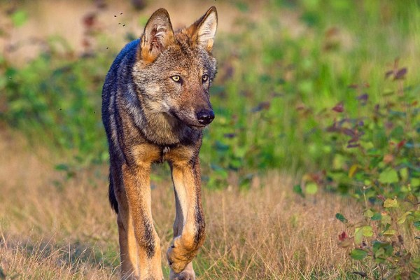 157 Wolfsrudel in Deutschland