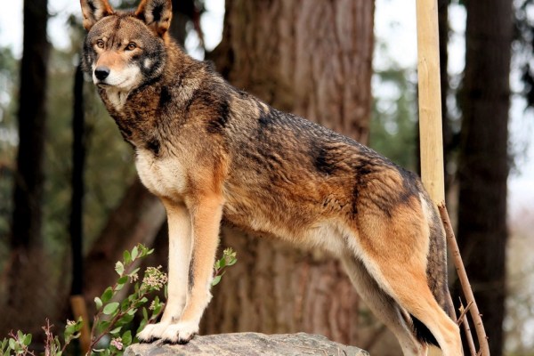 Amérique : les loups roux sont fortement menacés