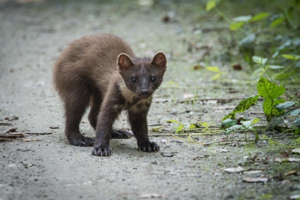 La Confederazione testa gli animali selvatici per il Coronavirus