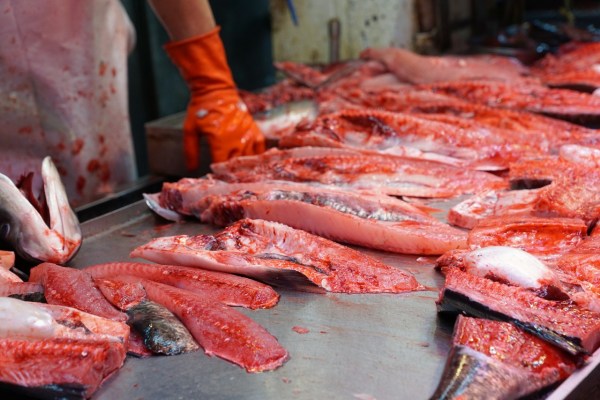 Chine : le commerce d'animaux sauvages est une bombe à retardement