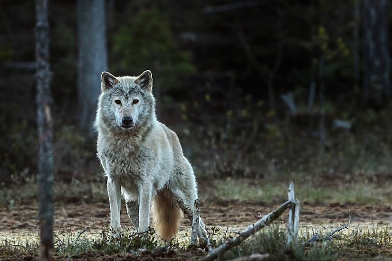 Der norwegische Wolf ist ausgestorben
