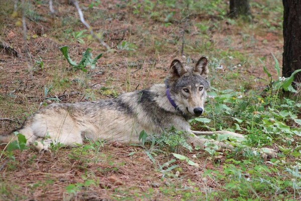 Wolf stirbt auf kalifornischem Highway