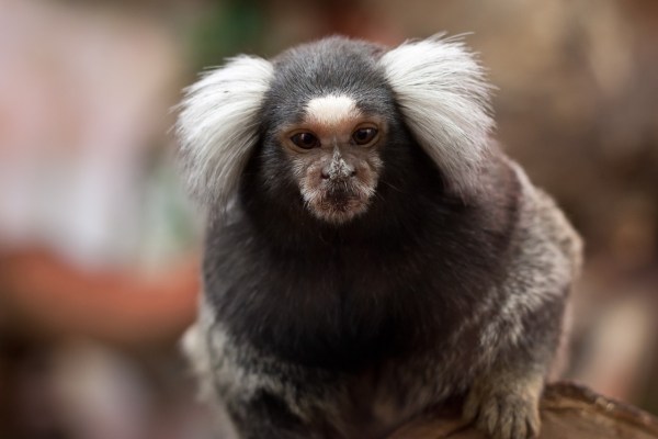 Une tortionnaire donne de la cocaïne à un singe et l'évacue à l'eau