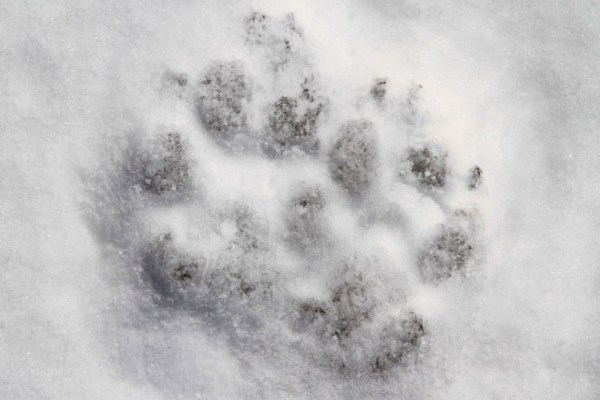 Wolfsrudel mit Nachwuchs im Kanton Glarus