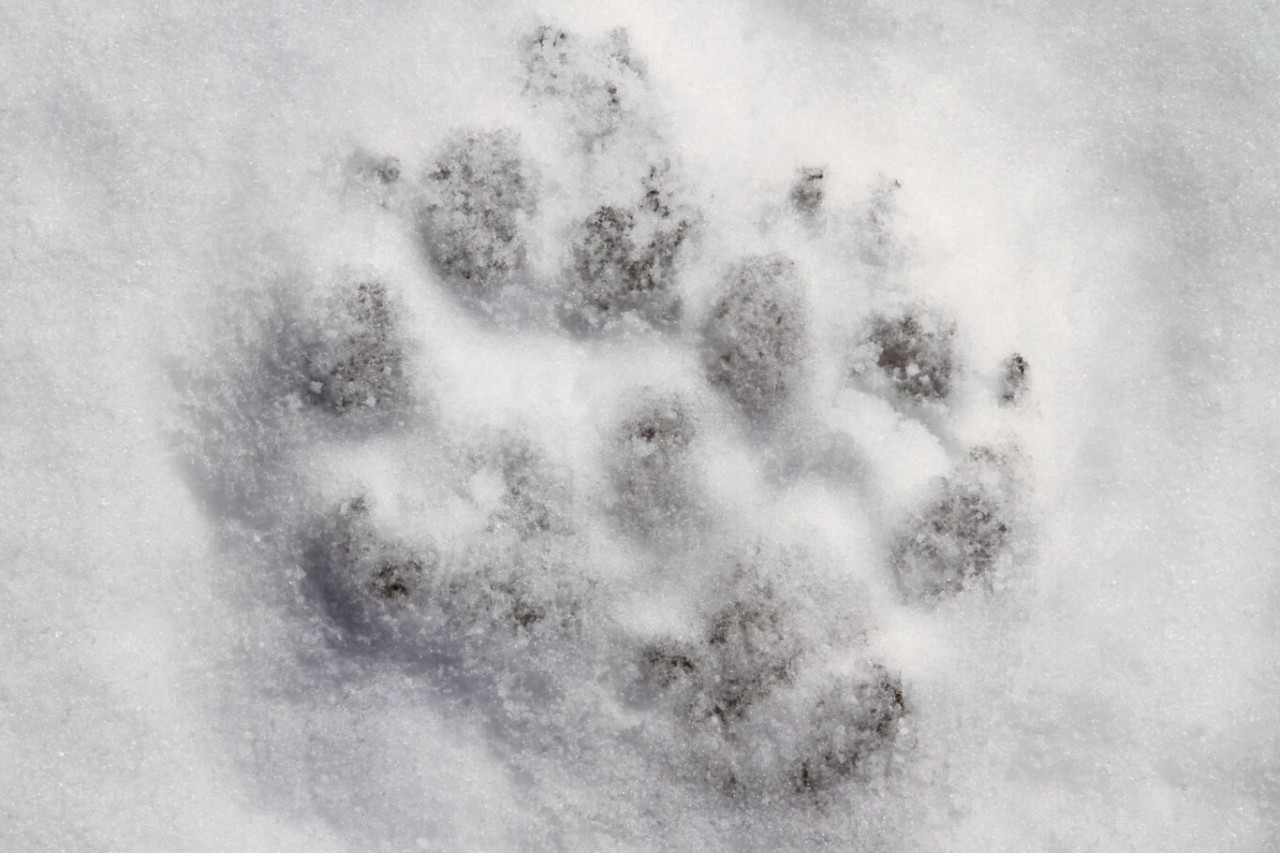 Wolfsrudel mit Nachwuchs im Kanton Glarus