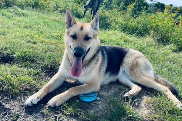Un chasseur de loisir abat un chien à Gelsenkirchen