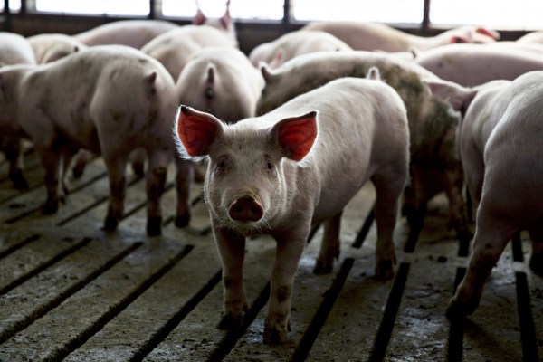 California: lawsuits against animal welfare law