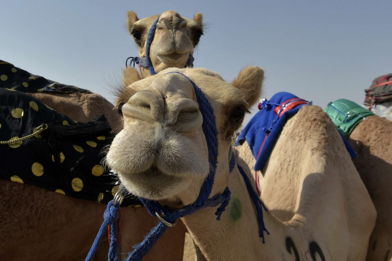 Kamelbesitzer spritzen Tieren Botox für Schönheitswettbewerb