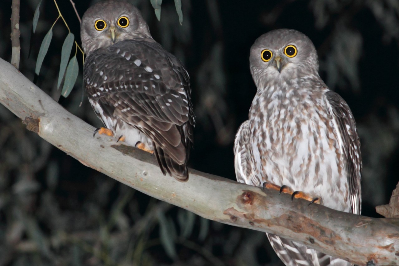 Bedrohte Vögel schlagen Abba in den Charts