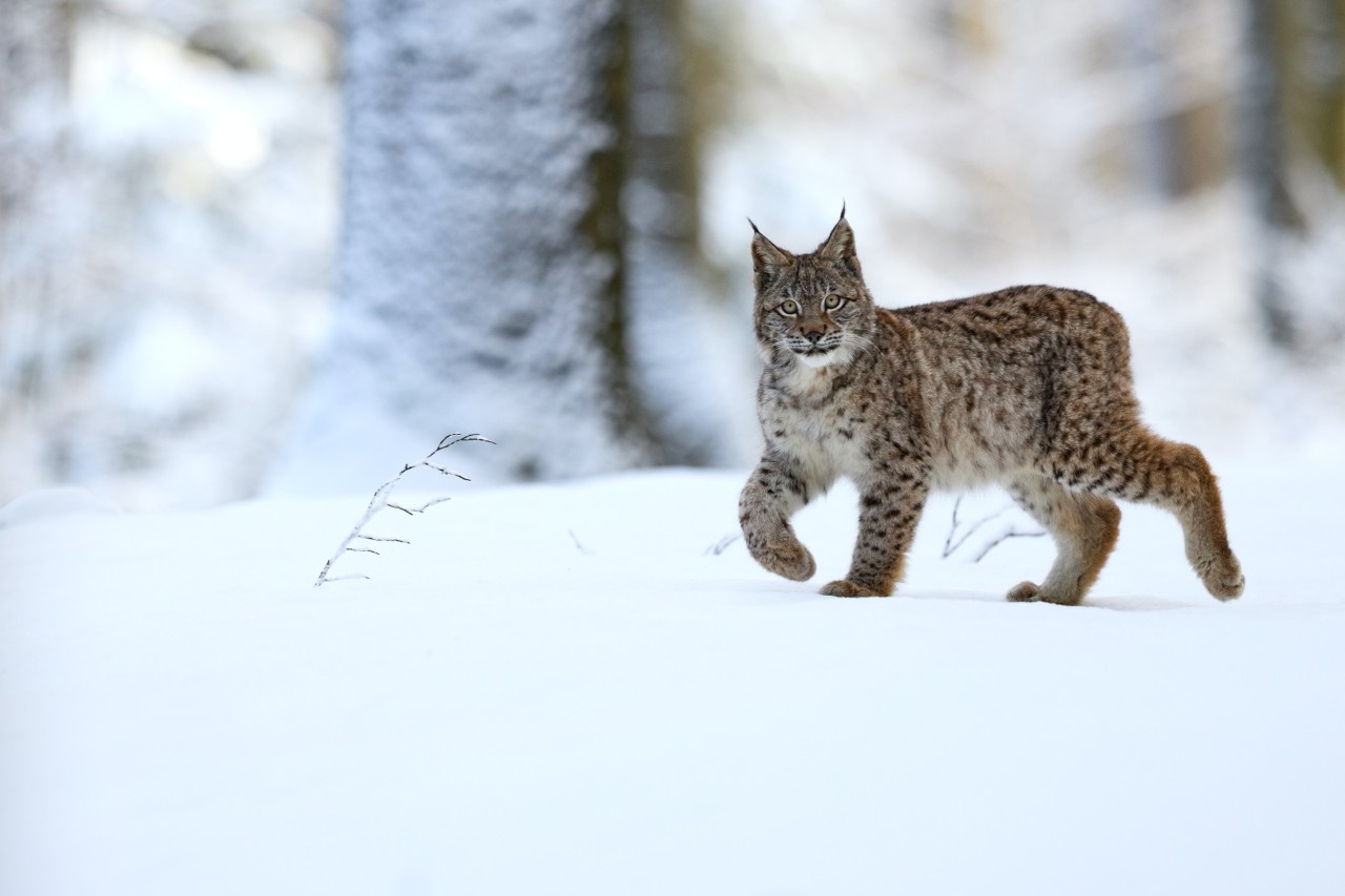 Wild beim Wild