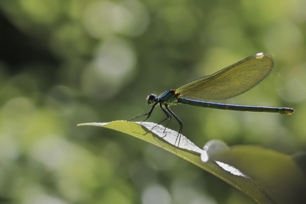 IUCN: Massnahmen gegen Insektensterben