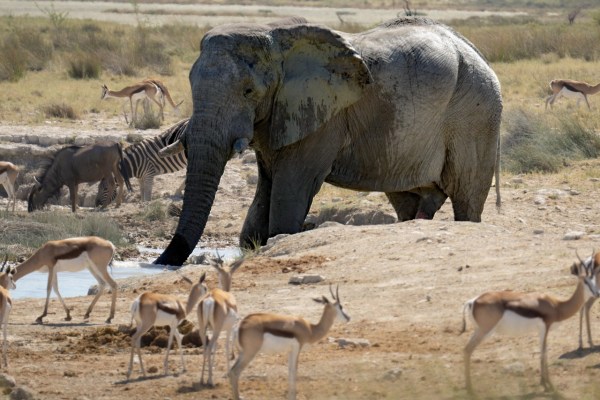 Namibia verliert trotz Naturschutzgebieten Wildtiere