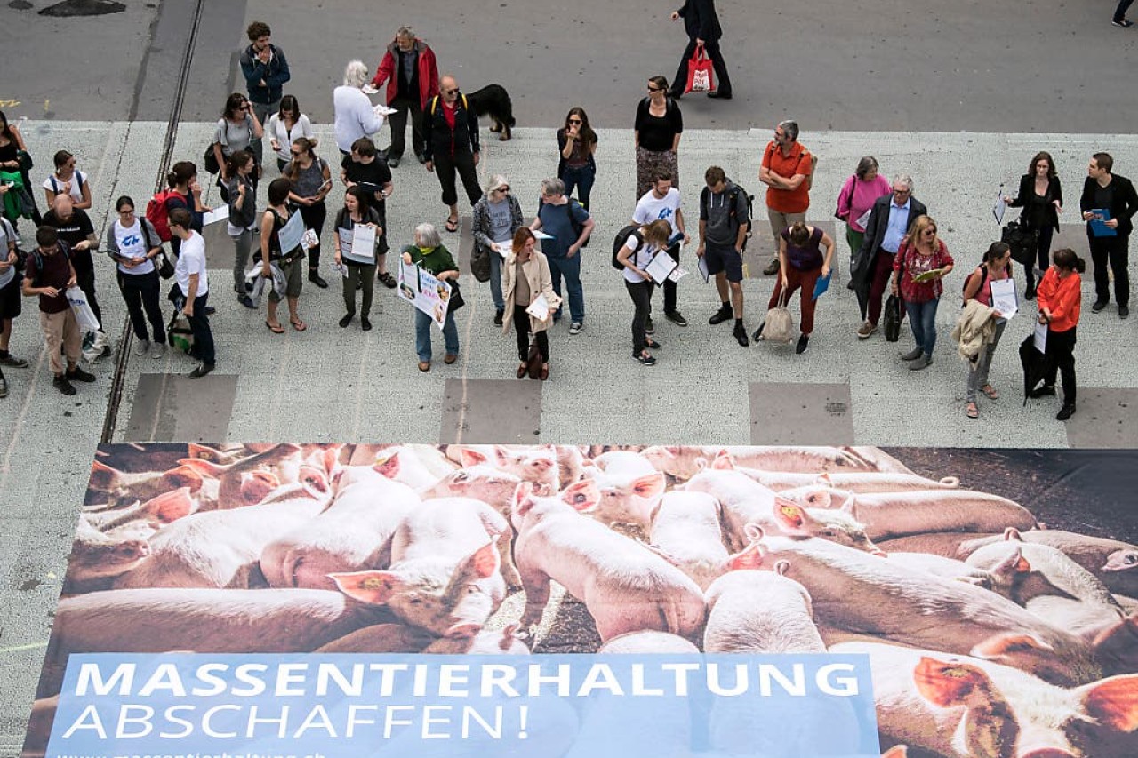 Nationalrat debattiert Massentierhaltung