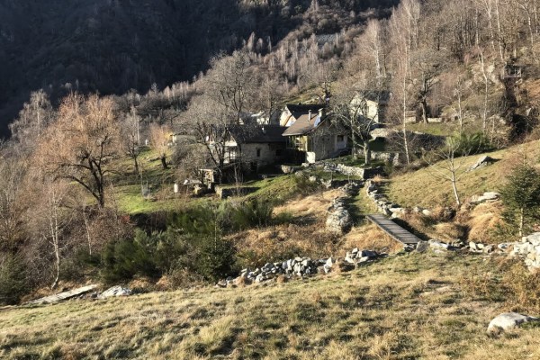 Neues Wolfsrudel im Tessin