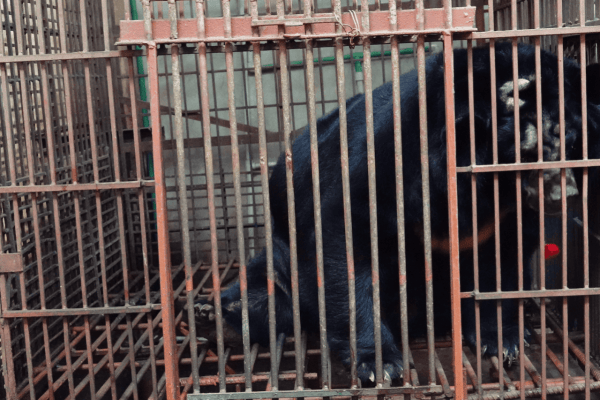 Des célébrités contre le commerce de bile d'ours