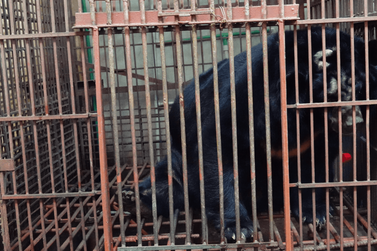 Prominente gegen Bärengalle-Handel