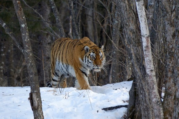 Russland: Schneemassen bedrohen Tiger
