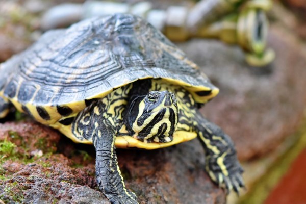 Des Allemands arrêtés pour trafic de reptiles