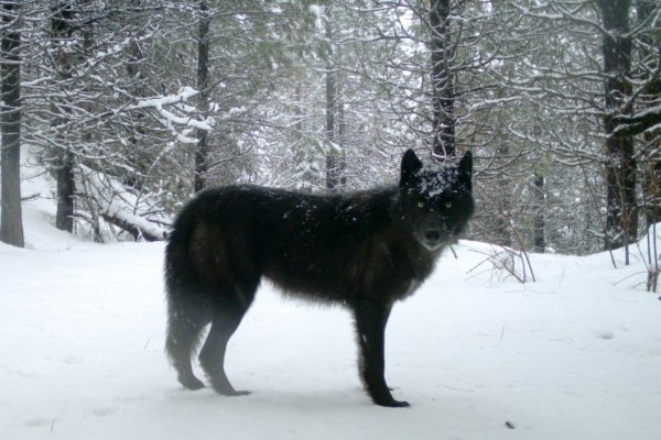 États-Unis : huit loups empoisonnés dans l'Oregon