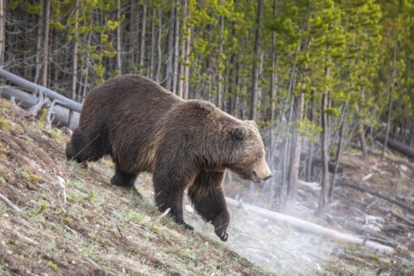 Montana will Grizzly-Schutz aufheben