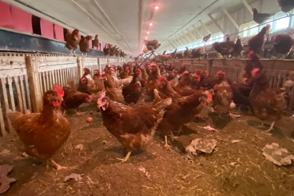 USA : la loi sur la protection animale provoque une pénurie d'œufs