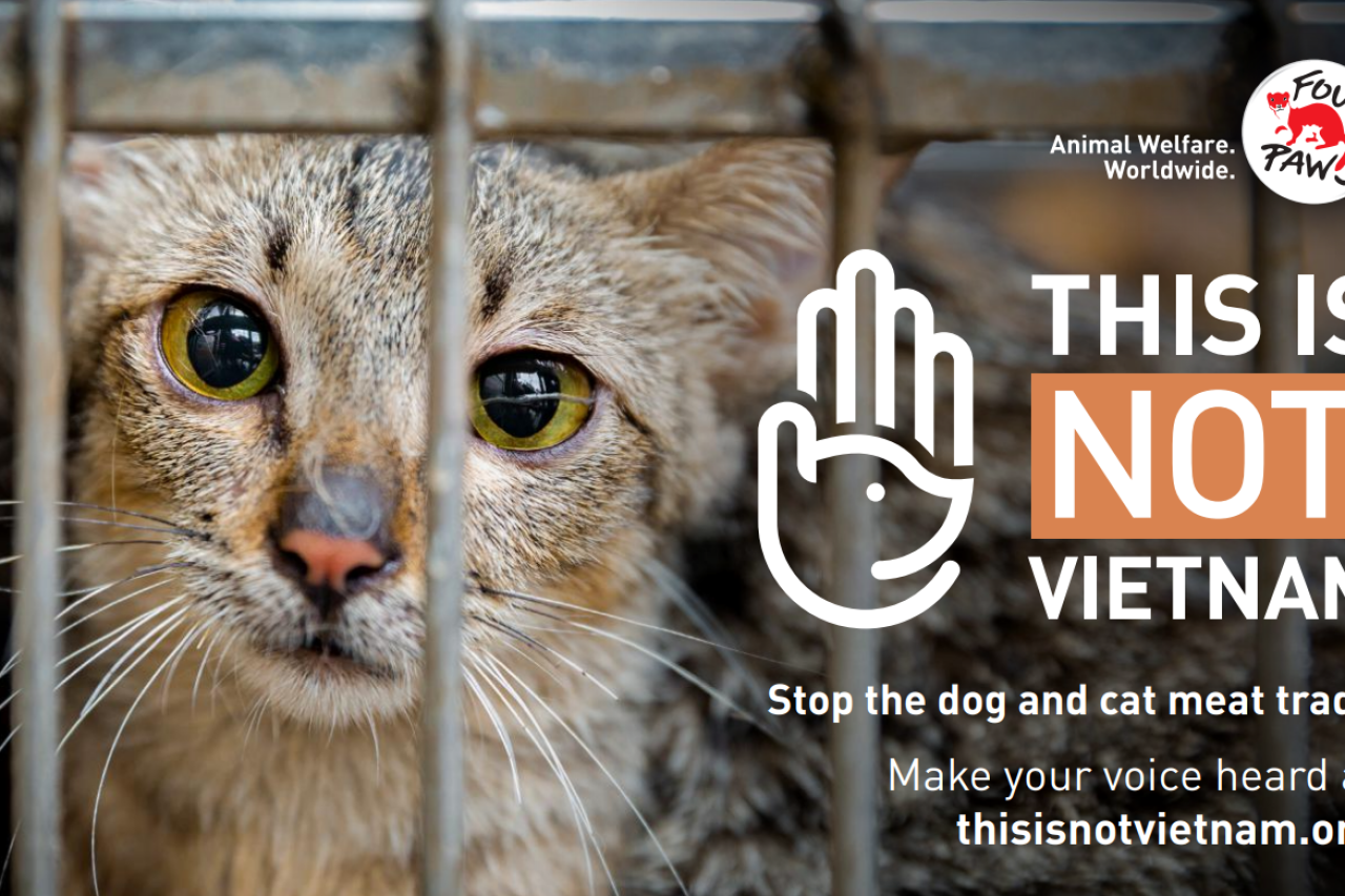 Kampagne gegen Hunde- und Katzenfleisch in Vietnam