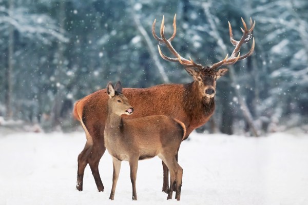 Zone di quiete faunistica: rispettare gli animali selvatici