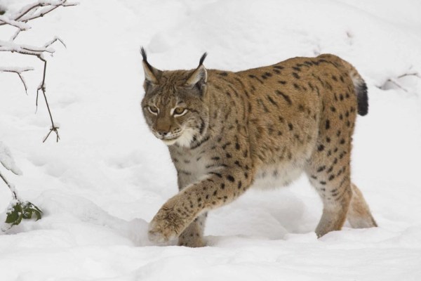Criminalité liée aux animaux sauvages en Autriche