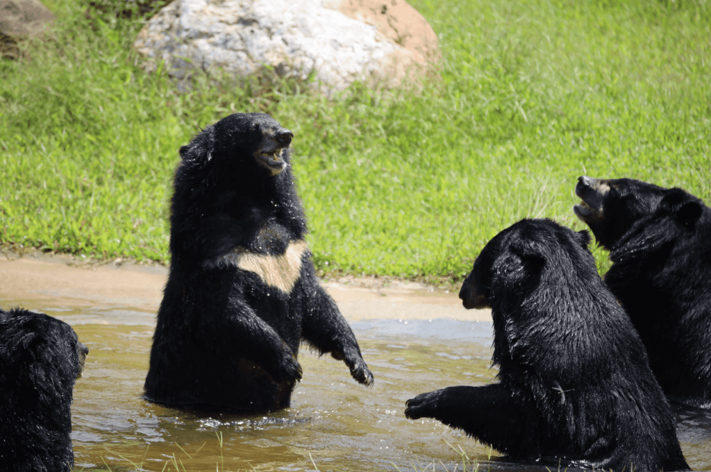 Moon bear bathing at the rescue centre