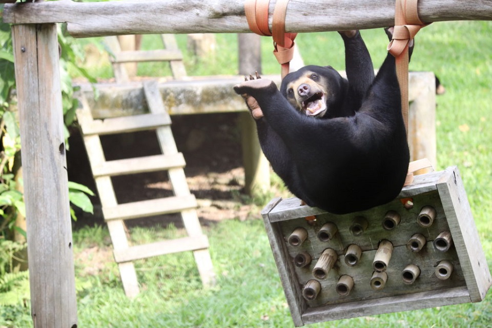 Bear playing