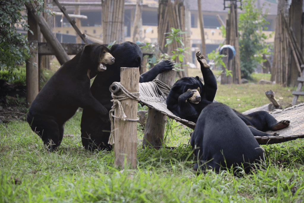 Bears playing together