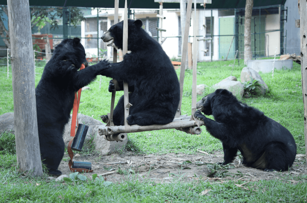 Bear on a swing