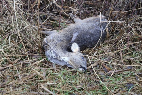 La valla contra la peste porcina africana se convierte en una trampa mortal para la fauna silvestre