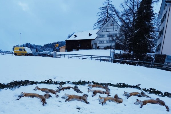 Appenzello: i cacciatori per hobby celebrano la «Notte della volpe»