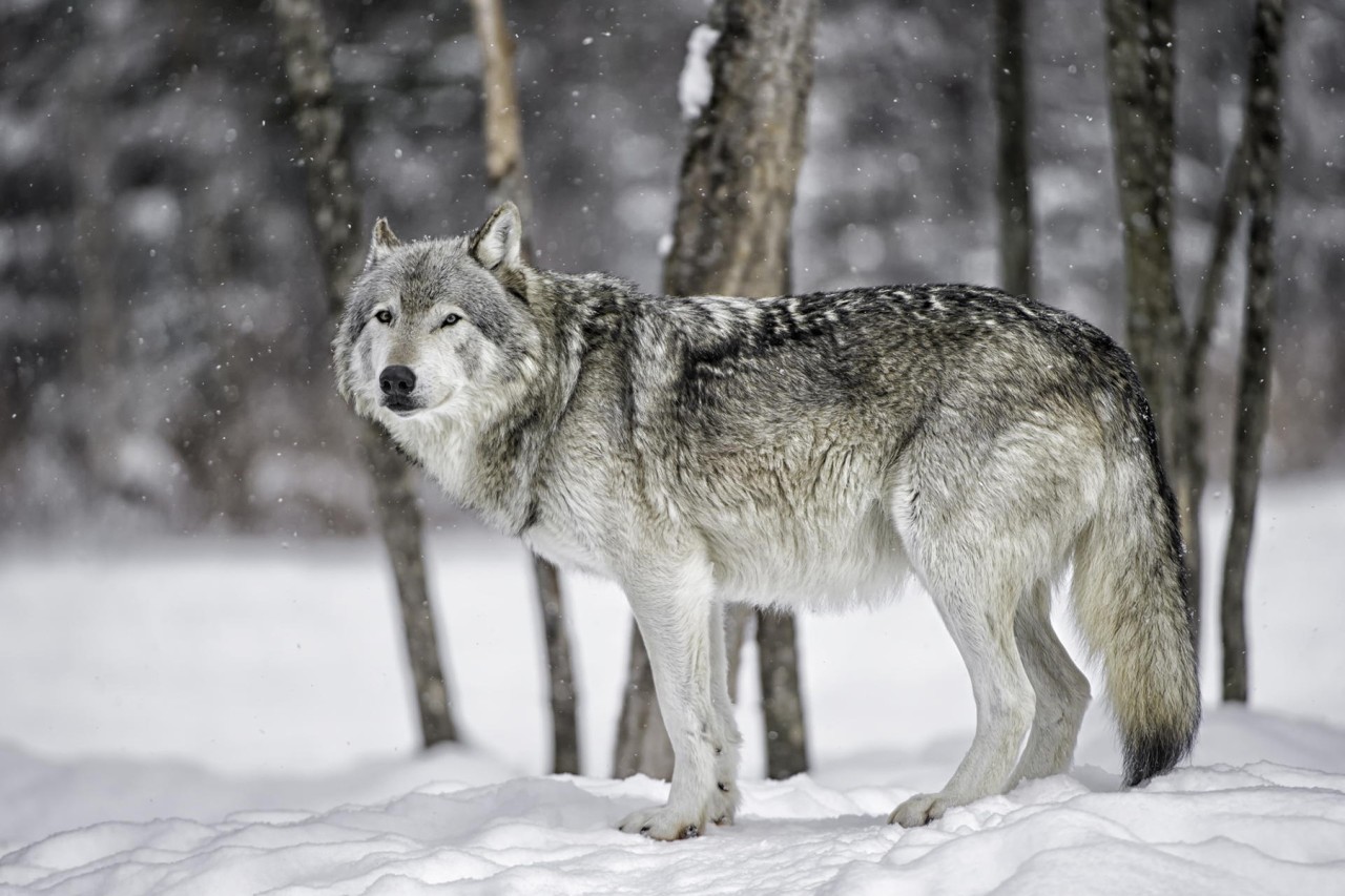 Schweden: Der beschämende Krieg gegen Wölfe