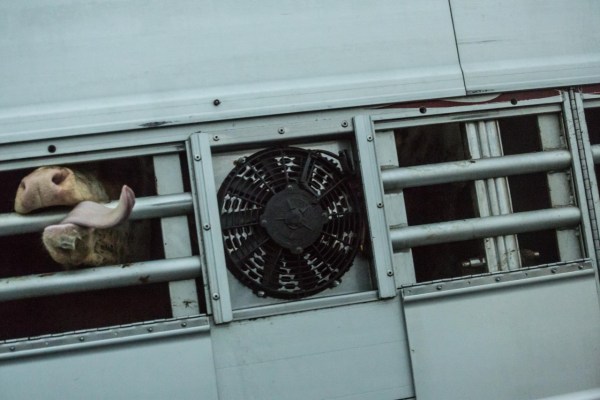 EU Parliament: animal transport reform fails