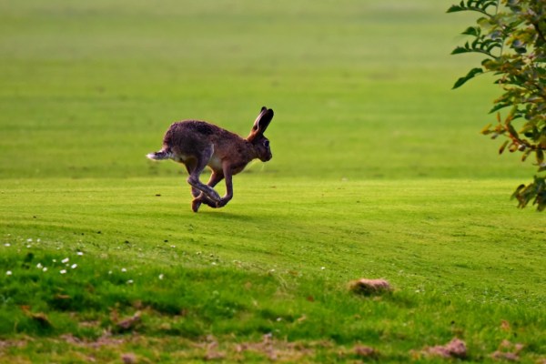 Angleterre : les chasseurs de loisir sous pression