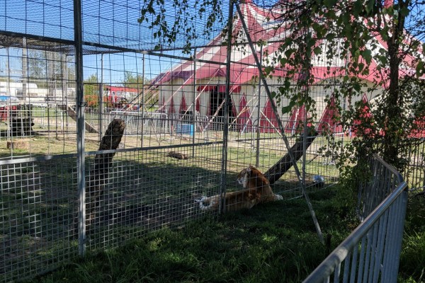 First city in Germany bans animal circuses