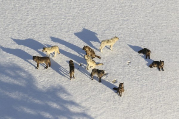Yellowstone : des chasseurs de loisir tuent 20 loups