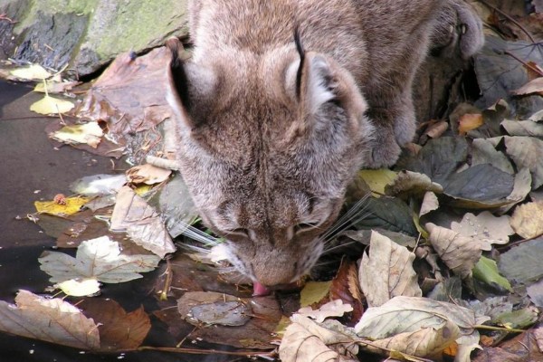 Un lynx abattu illégalement en Thuringe
