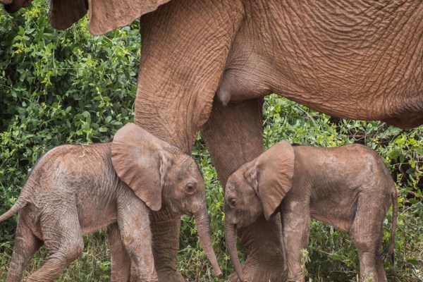 Kenya: nati rari elefanti gemelli