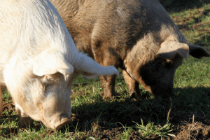 Jahresschreiben Stinah