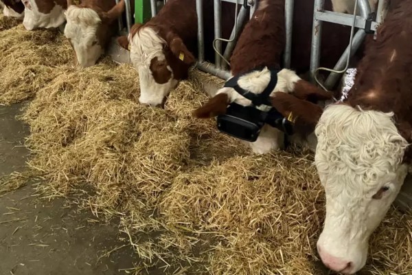 Turkije: koeien dragen VR-brillen voor meer melk