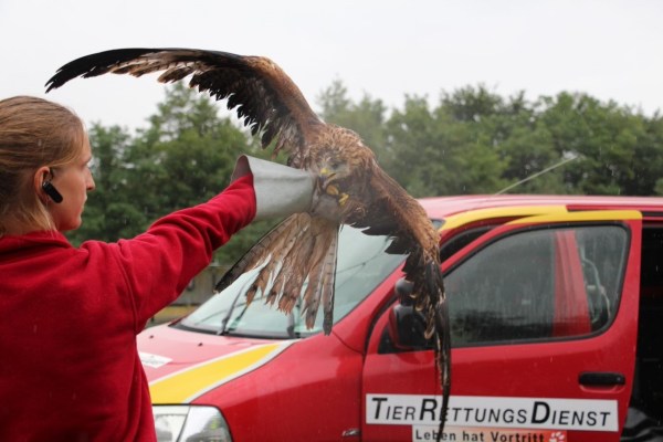 Swiss animal rescue service reports record numbers