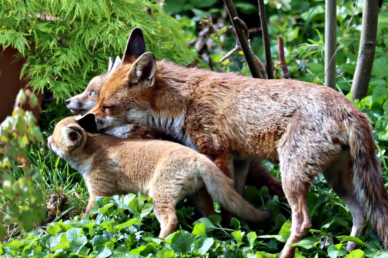 Wien: Petition fordert Abschaffung der Fuchsjagd