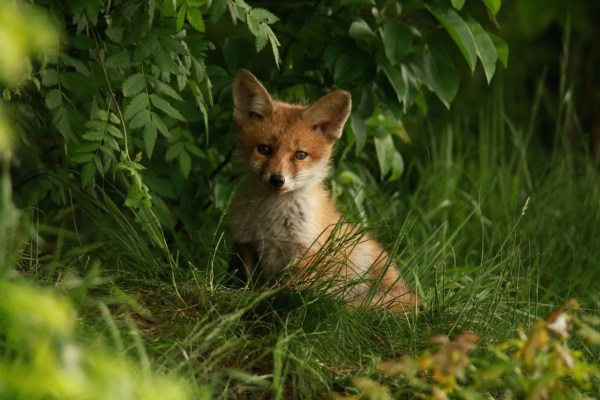Le settimane della volpe dei cacciatori per hobby, contrarie al benessere animale