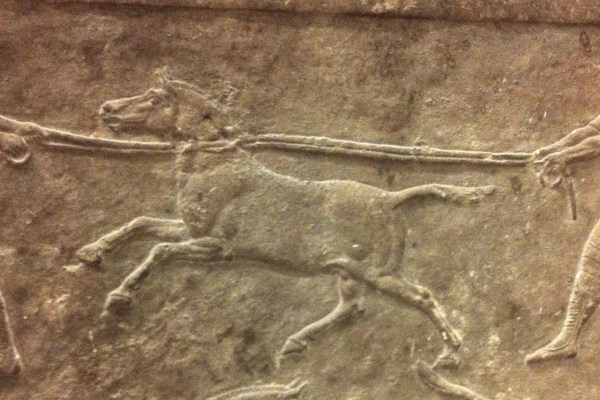 Animal breeding began as early as 4,500 years ago